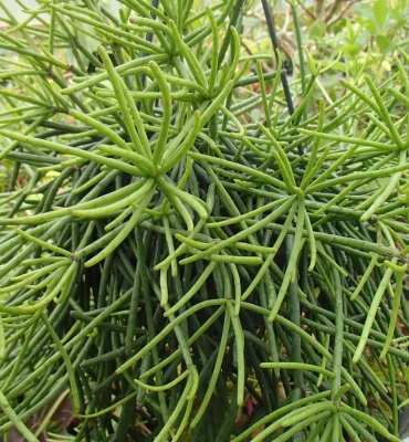 Rhipsalis  - possibly teres